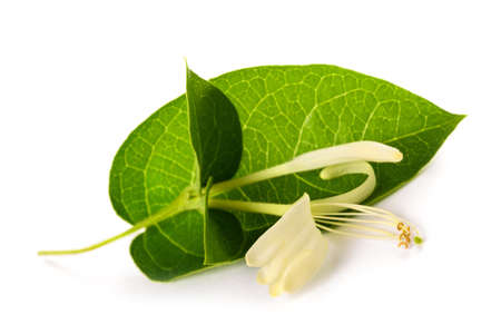 Honeysuckle flower isolated on white backgroundの写真素材