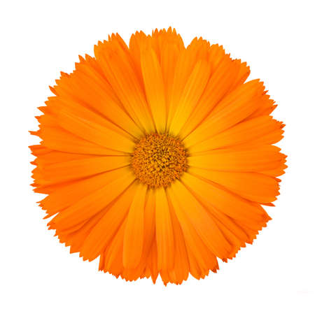 Marigold flower head isolated on white backgroundの写真素材