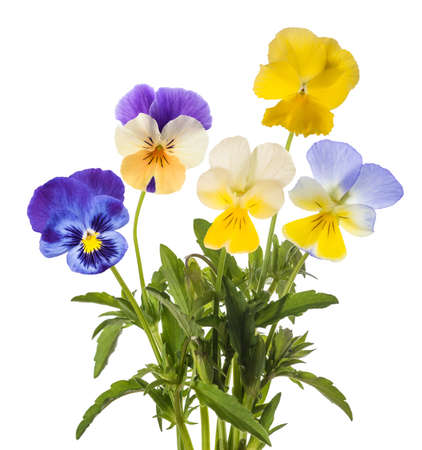 Pansy flowers mix isolated on white backgroundの写真素材
