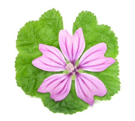 Mallow flower with leaf isolated on white backgroundの写真素材