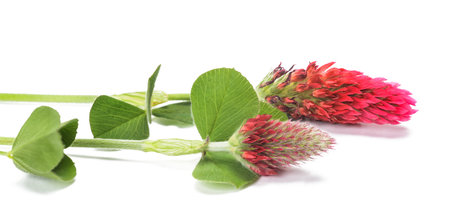 Crimson clover flowers isolated on white backgroundの写真素材