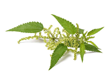 Nettle with flowers isolated on white backgroundの写真素材