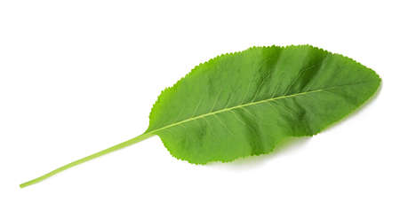 Frash horseradish leaf isolated on white backgroundの写真素材