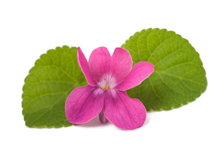 Sweet violet flower isolated on white backgroundの写真素材