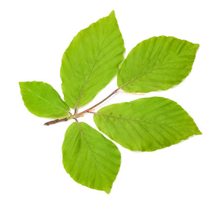 Beech branch with leaves isolated on white backgroundの写真素材