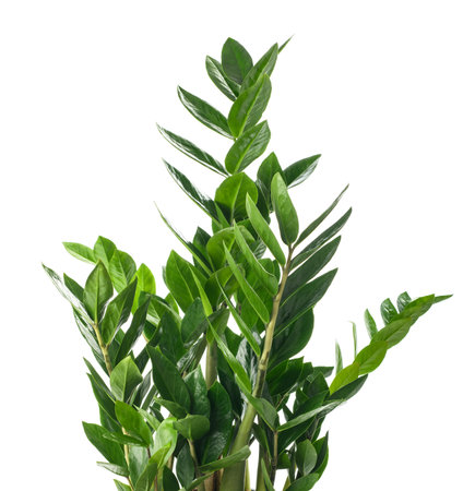 Zanzibar gem plant isolated on white backgroundの写真素材