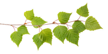 Birch branch with leaves isolated on whiteの写真素材