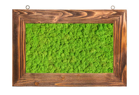 Green preserved moss framed, isolated on white backgroundの写真素材