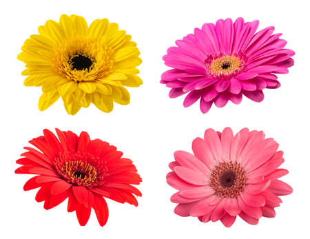 Gerbera flowers heads isolated on white backgroundの写真素材