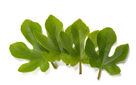 Fig leaves isolated on white backgroundの写真素材