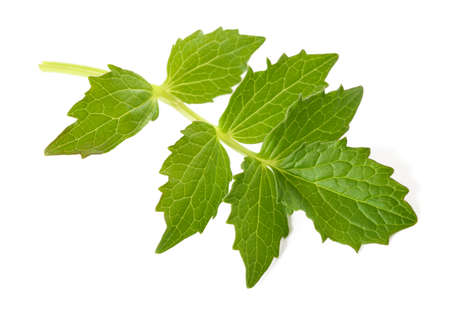 Fresh Valerian leaf isolated on white backgroundの写真素材