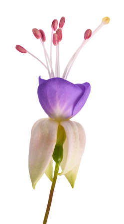 Fuchsia flower isolated on white backgroundの写真素材