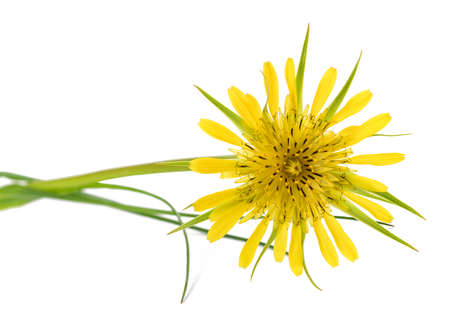 Yellow salsify flower isolated on white backgroundの写真素材
