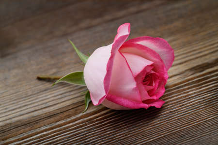 Pink rose flower on wood backgroundの写真素材