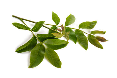Walnut branch with leaves isolated on white backgroundの写真素材