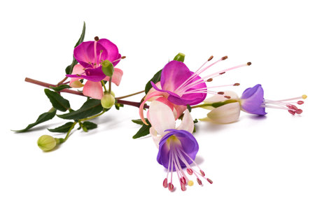 Fuchsia branch with flowers isolated on white backgroundの写真素材
