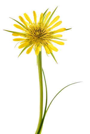 Yellow salsify flower isolated on white backgroundの写真素材