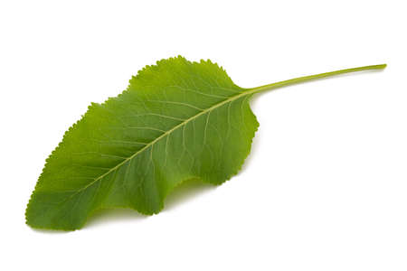 Fresh horseradish leaf isolated on white backgroundの写真素材