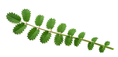 Salad Burnet sprig isolated on white backgroundの写真素材