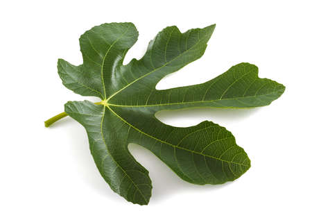 Fig leaf isolated on white backgroundの写真素材