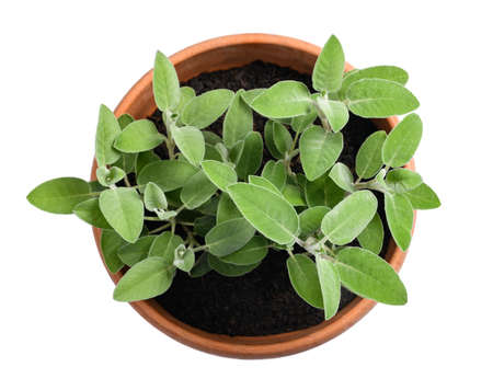 Sage plants in vase isolated on whiteの写真素材