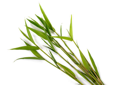 Group of bamboo isolated on white backgroundの写真素材