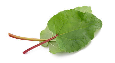 Fresh Rhubarb leaves isolated on whiteの写真素材