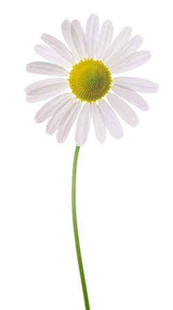 Chamomile flower isolated on white backgroundの写真素材