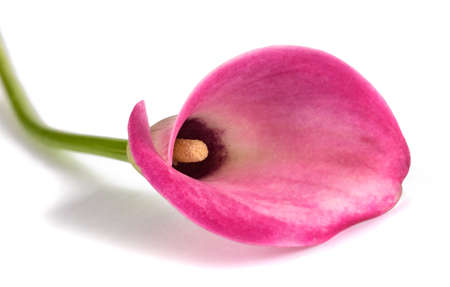 Pink calla flower isolated on white backgroundの写真素材