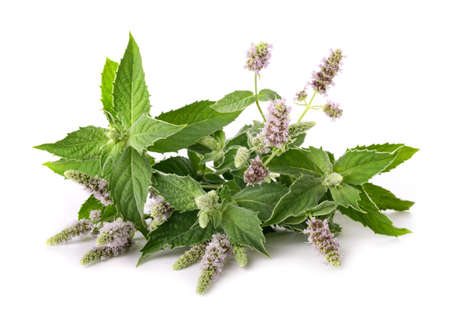 Fresh horse mint with flowers isolated on white backgroundの写真素材
