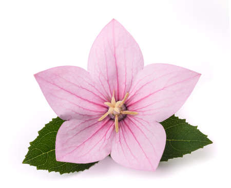 Pink Balloon flower isolated on white backgroundの写真素材