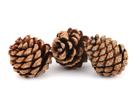 Dried pinecones isolated on white backgroundの写真素材