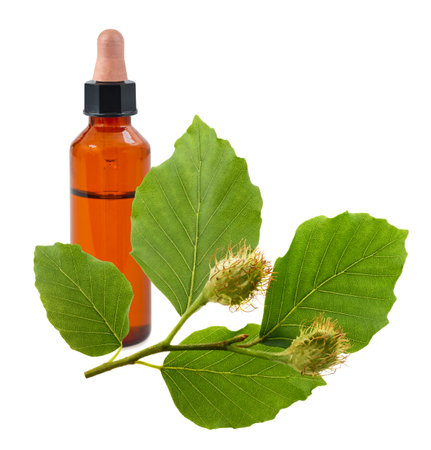 Beech branch with essence bottle isolated on whiteの写真素材