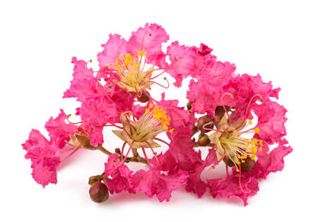 Crape myrtle flowers isolated on white backgroundの写真素材