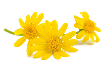 Jacobaea vulgaris flowers isolated on white backgroundの写真素材