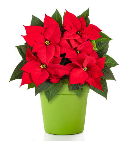 Red poinsettia plant in a green vase isolated on whiteの写真素材