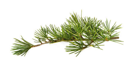 Cedrus deodara branch isolated on white backgroundの写真素材