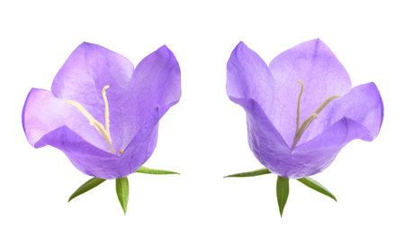 Peach leaf bellflower isolated on white.の写真素材
