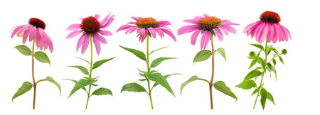 Pink coneflowers set isolated on white backgroundの写真素材