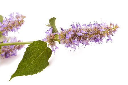 Blue giant hyssop flowers isolated on whiteの写真素材