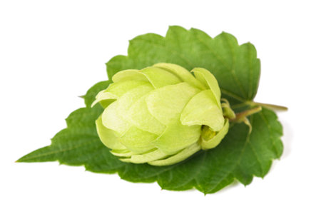 Hop on leaf isolated on white baxkgroundの写真素材