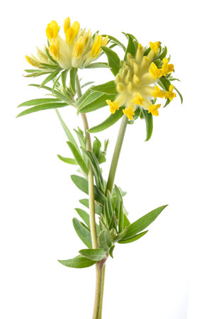 Common kidneyvetch flowers isolated on white backgroundの写真素材