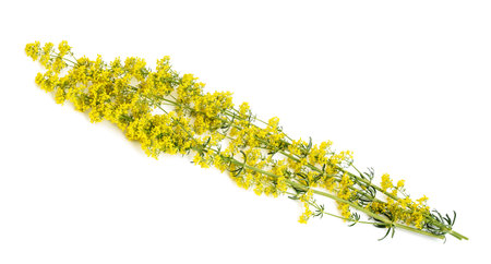 Lady's bedstraw flowers (Galium verum) isolated on whiteの写真素材