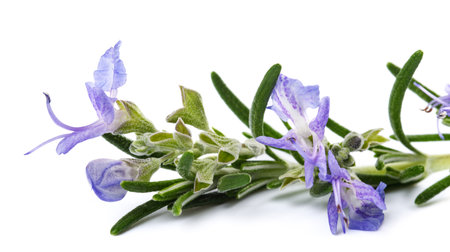Rosemary in flower isolated on white backgroundの写真素材