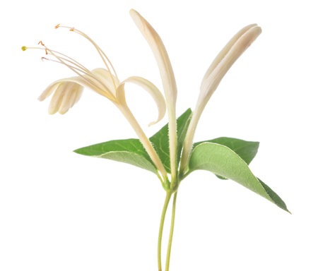 Honeysuckle flower isolated on white backgroundの写真素材