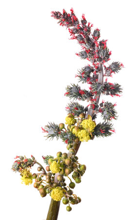 Castor branch with leaf flower and seed isolated on whiteの写真素材