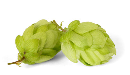 Hops cones isolated on white baxkgroundの写真素材