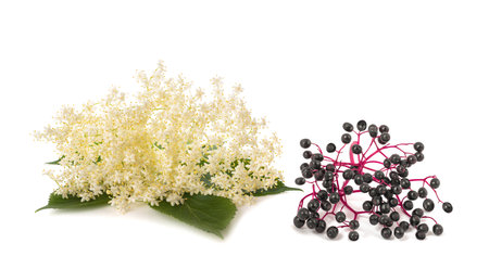 Elderberry Branch with berries and flowers   isolated on white backgroundの写真素材