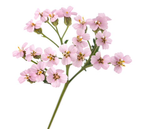 Pink  yarrow flowers isolated  on  white backgroundの写真素材
