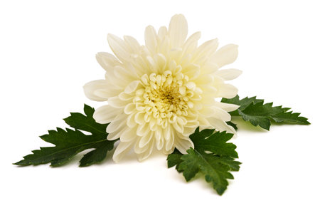 White chrysanth flower isolated on white backgroundの写真素材